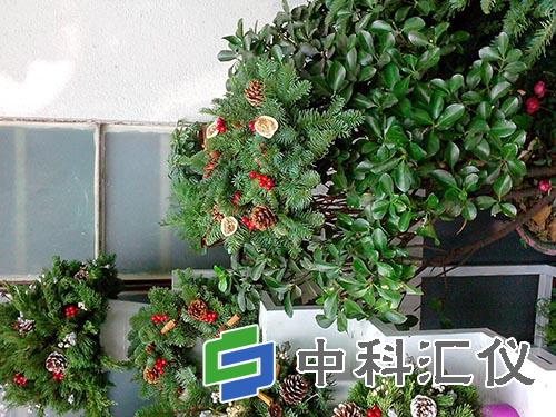 植物真的可以吸收甲醛吗.jpg